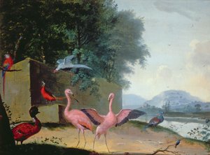 Eine Versammlung exotischer Vögel, darunter Flamingos, Papageien und ein Lady Amherst Fasan